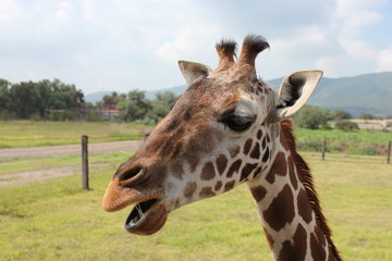giraffa, animal, zoo, mamífero, fauna, cuello, inhospitalario, administrar, naturaleza, safari, alto, anhelar, retrato, giraffa, espacio publicitario, café, lengua, bebé