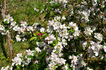 fruit trees blooming in the orchard in spring