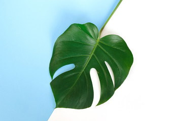 Monstera branch on a blue and white background