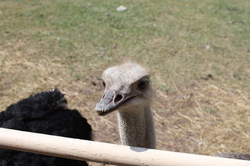 ostrich, avestruz