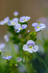 Beautiful garden flowers, summer flower background. Veronica filiformis Slender speedwell little blue flowers bloomed in the garden. Excellent natural background for spring theme. Selective focus.