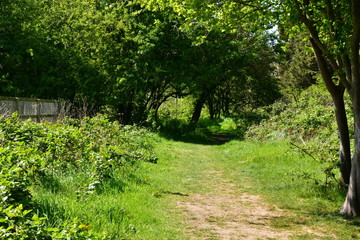 Fototapeta na wymiar path in the park between trees