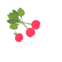 Radish isolated on a white background. Vector stock illustration in the cartoon style.