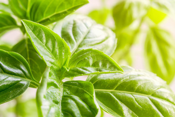 Macro photography of green basil leaves and sprout of on a sunny day. Healthy organic vegetarian food. Italian spice. Home planting.