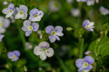 Beautiful garden flowers, summer flower background. Veronica filiformis Slender speedwell little blue flowers bloomed in the garden. Excellent natural background for spring theme. Selective focus.