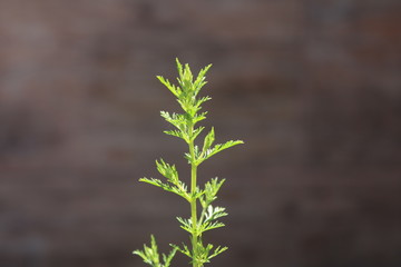 sprout