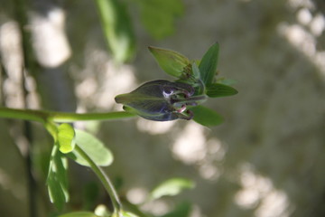 Colorful pastel columbine granny's bonnet spring wildflowers