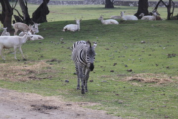 cebra, zebra