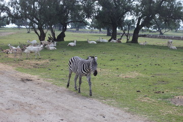 cebra, zebra