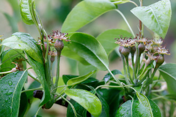 Just Formed Small Pears on Branch Close Up