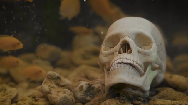 Drowned skull.