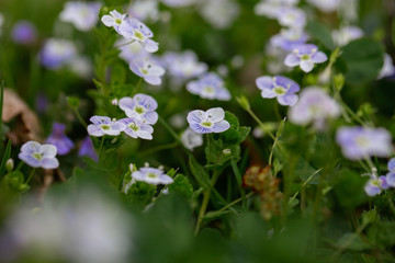 Beautiful garden flowers, summer flower background. Veronica filiformis Slender speedwell little blue flowers bloomed in the garden. Excellent natural background for spring theme. Selective focus.