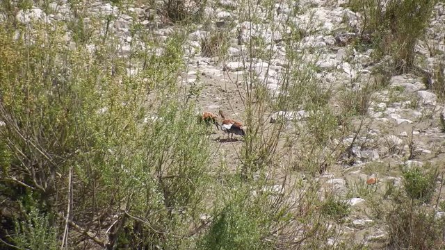 Benevento - Coppia di Oche del Nilo sul fiume Calore