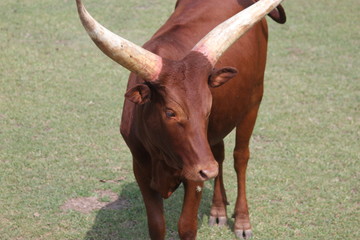 bull, toro, Wildebeest, ñu, nu