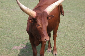 bull, toro, Wildebeest, ñu, nu