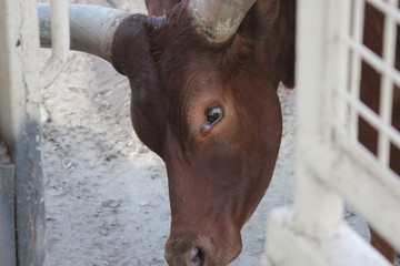 bull, toro, Wildebeest, ñu, nu