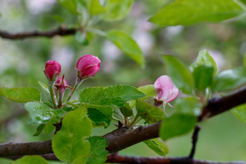 Obraz na płótnie Canvas Apple Tree in Spring Blossom 