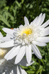 white spider on a daisy in a garden