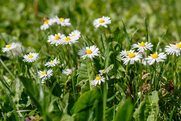 Beautiful Daisies in The Grass. Spring Blossom	