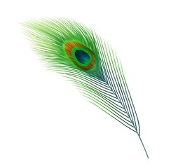 Peacock feather vector design of green plume of peafowl bird train tail with blue and brown eyespot marking. Indian peacock animal plumage, nature and wildlife themes