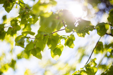 Looking up top trees the blue sky and blurred trees. Bright cloud in daytime is beautiful. Branch of tree is beautiful bright green leaf and It is refresh for looking on summer time.Natural background