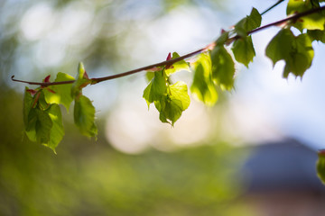 Looking up top trees the blue sky and blurred trees. Bright cloud in daytime is beautiful. Branch of tree is beautiful bright green leaf and It is refresh for looking on summer time.Natural background