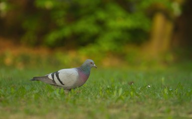 Eine Stadttaube sitzt früh am Morgen im Stadtpark in einer grünen Wiese, Columbidae