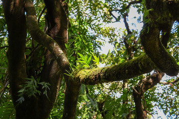 tree in the forest