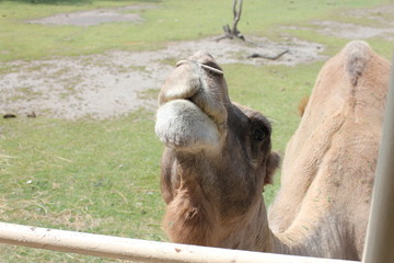 camel, camello © Roy