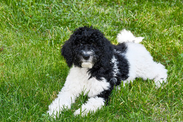 Fototapeta premium Young black and white golden doodle lying on the grass