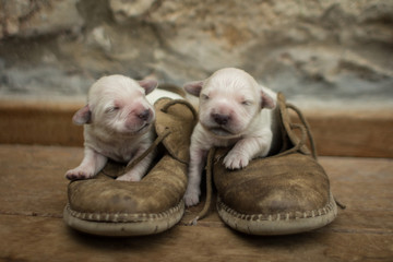 Perros recién nacidos descansando en los zapatos