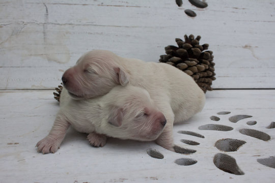 Perros recién nacidos descansando