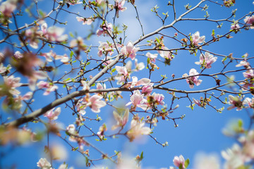 Garden in spring time. Close up of pink magnolia blossoms. Spring floral background with magnolia flowers. Blooming Magnolia tree. Selective focus. Concept of beautiful background.