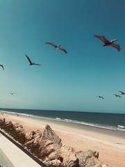 flying pelicans at sea