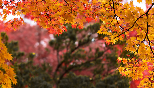 Autumn foliage maple leave season.