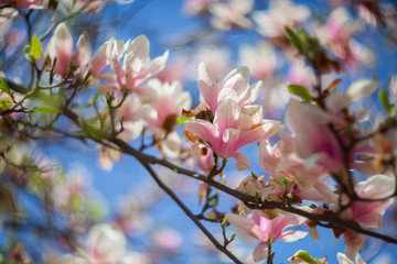 Garden in spring time. Close up of pink magnolia blossoms. Spring floral background with magnolia flowers. Blooming Magnolia tree. Selective focus. Concept of beautiful background.