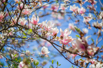 Garden in spring time. Close up of pink magnolia blossoms. Spring floral background with magnolia flowers. Blooming Magnolia tree. Selective focus. Concept of beautiful background.