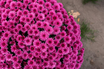Bright Beautiful chrysanthemums of varying color flower growing in the garden, background image of...