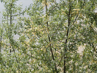 Feuillage vert argenté et chatons vert-jaune du Saule blanc (Salix alba)
