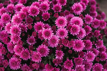 Bright Beautiful chrysanthemums of varying color flower growing in the garden, background image of the colorful flowers.