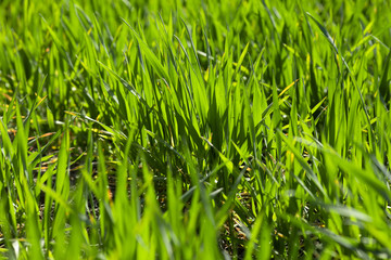 Sprouts of young green wheat. Agriculture