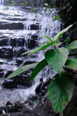 Leaves next to a waterfall 