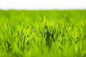 green grass field on a sunny day