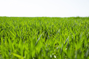 green wheat field on a sunny day