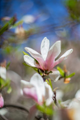 Garden in spring time. Close up of pink magnolia blossoms. Spring floral background with magnolia flowers. Blooming Magnolia tree. Selective focus. Concept of beautiful background.