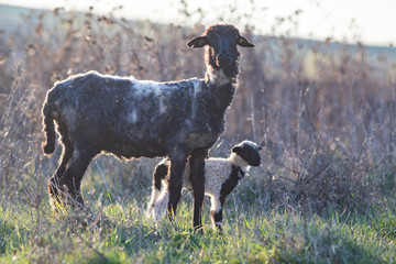 spring background of cute little lamb and sheep grazing