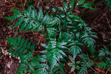 Jungle Plants