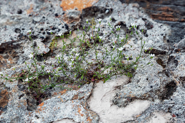 Grass sprouted through stone. Close-up. Space for text.