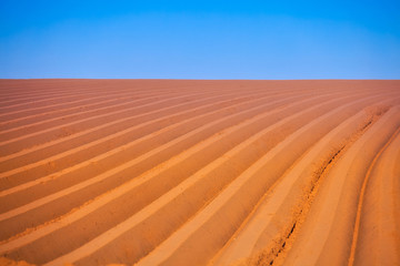 fresh asperagus field with typical walls