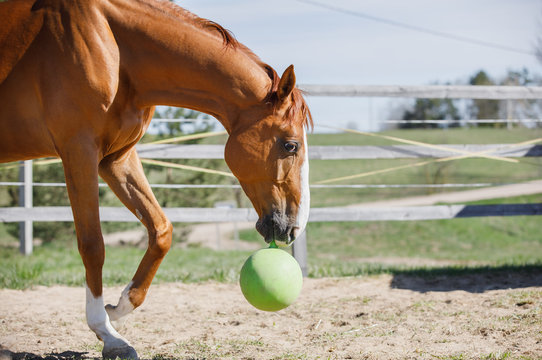 portrait of chestnut budyonny gelding horse with toy ball in mouth in paddock in daytime in spring